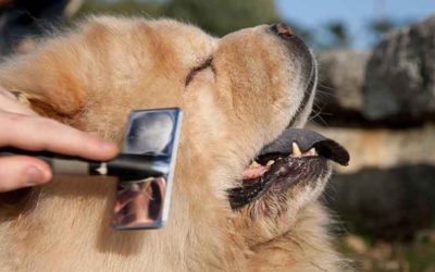 Cuidados del Pelo de nuestra mascota.
