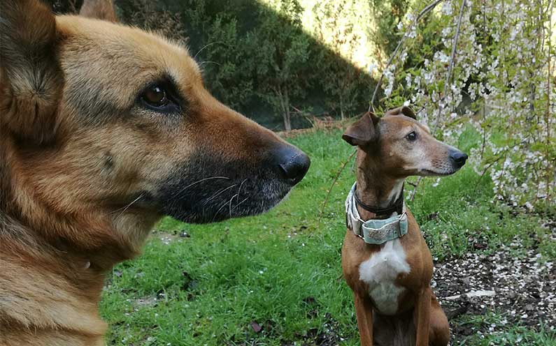 Cuidados de las orejas de nuestra mascota.